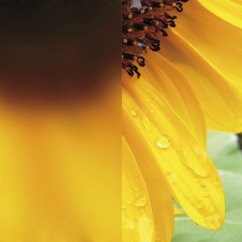 Celoskleněné posuvné dveře Satinato